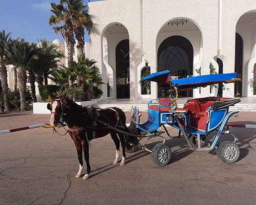 Horse-drawn carriage ride