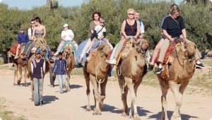 Découvrir Djerba avec des groupes de France, du Canada et de Suisse